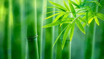 Why do we use bamboo?