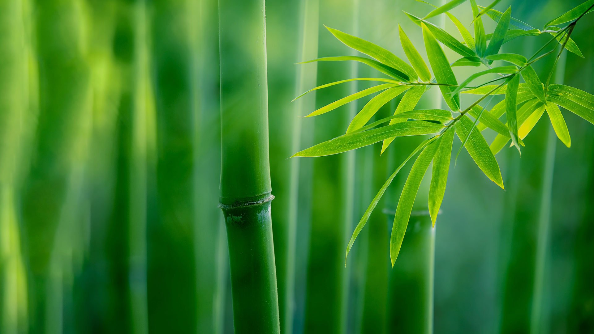 uvex uses bamboo fibres in our PPE solutions