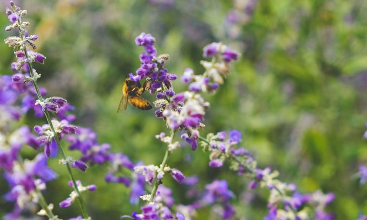 Biodiversity