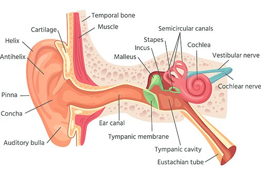 Structure of the ear