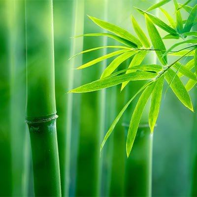 Why do we use bamboo?