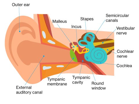 Diagram showing the structure of the ear