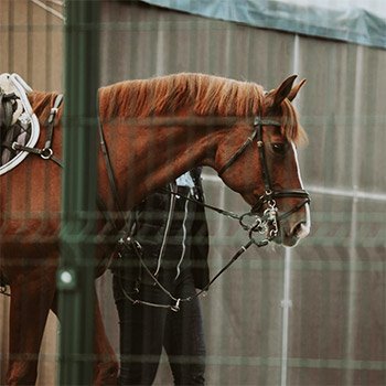 PPE solutions for veterinary professionals