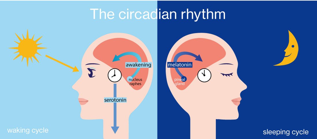 Blue light exposure can interrupt our circadian rhythm