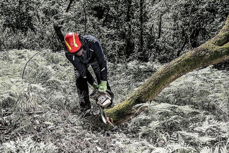 pilarz wycina drzewo