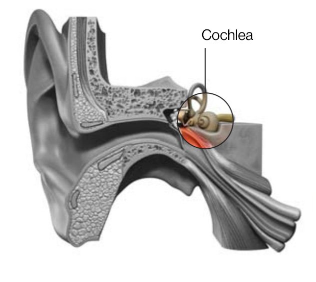 Cochlea in the human ear