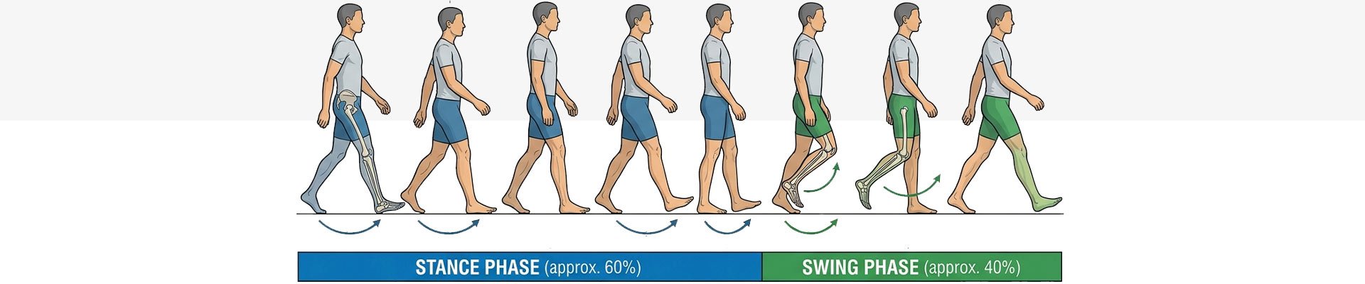 The human gait