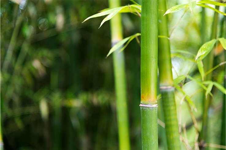 Why do we use bamboo