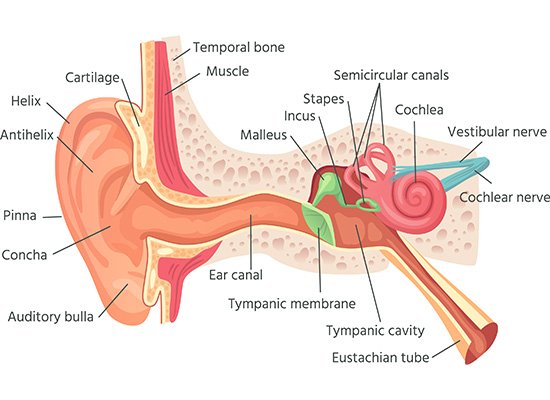 Internal structure of the ear