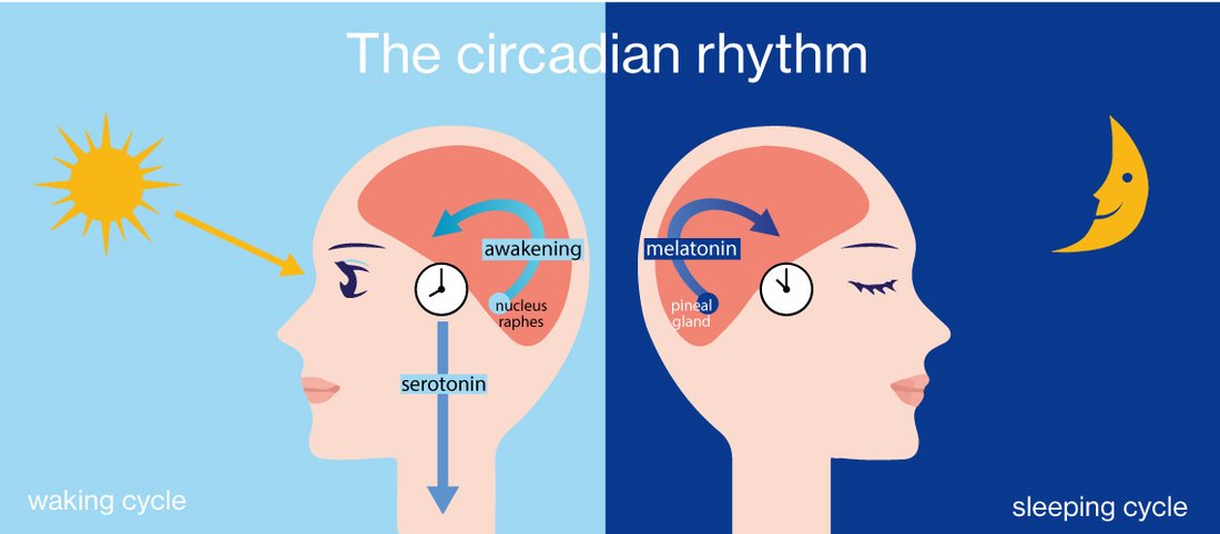 Blue light exposure can interrupt our circadian rhythm