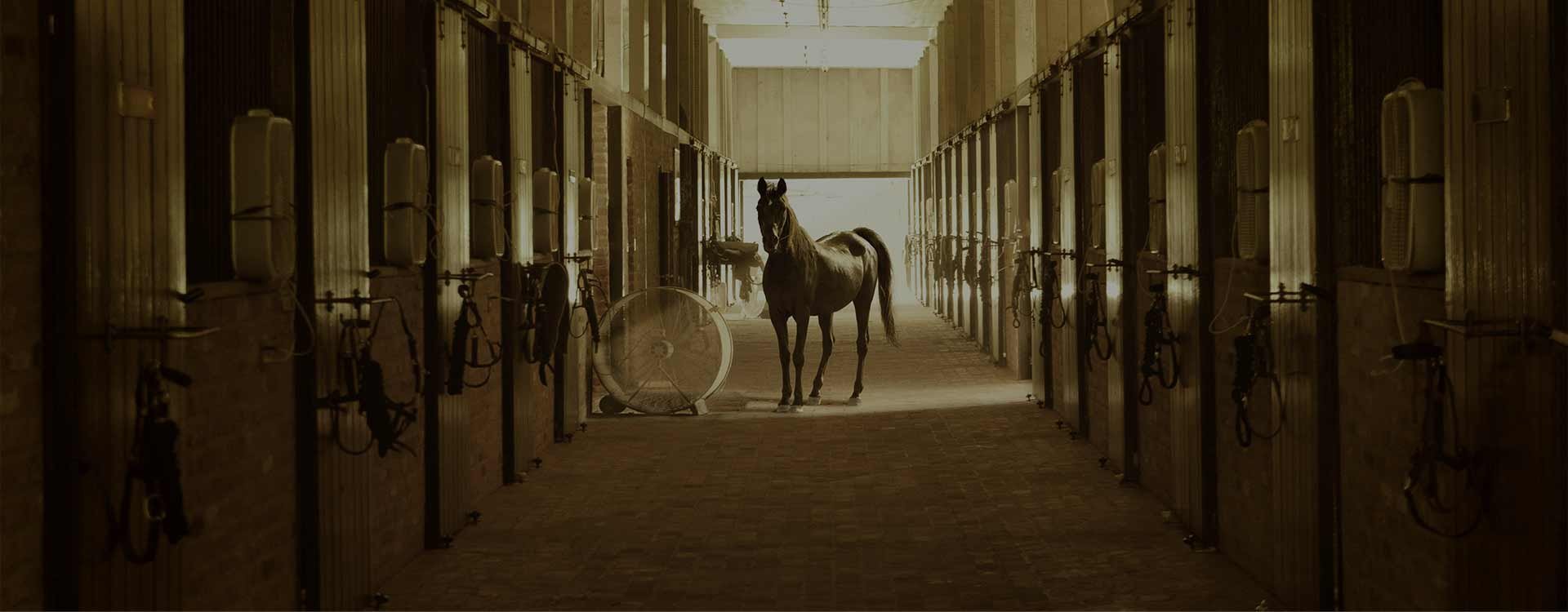 PPE solutions for veterinary professionals