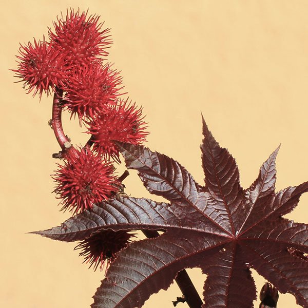 Schutzbrille aus nachhaltigen Materialien